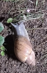 Megalobulimus oblongus