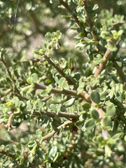 Jatropha cuneata