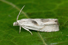 Eucosma metzneriana