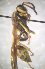 Mischocyttarus flavitarsis