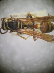 Mischocyttarus flavitarsis