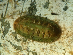 Rhyssoplax olivacea