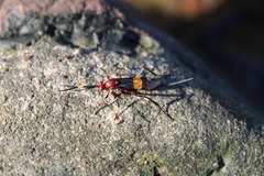 Compsocryptus melanostigma