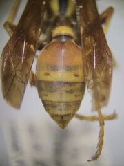 Mischocyttarus flavitarsis