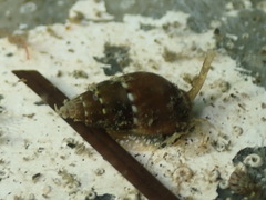 Tritia corniculum
