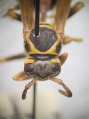 Mischocyttarus flavitarsis