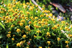 Acmella decumbens