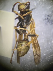 Mischocyttarus flavitarsis