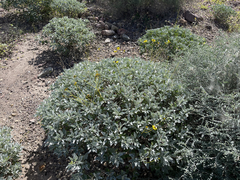 Encelia farinosa