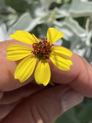 Encelia farinosa