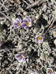 Corynabutilon bicolor