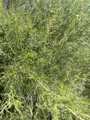 Parkinsonia microphylla