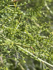 Parkinsonia microphylla
