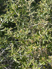 Atamisquea emarginata