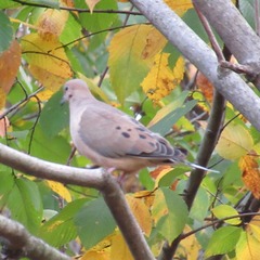 Zenaida macroura carolinensis