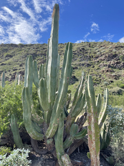 Lophocereus schottii