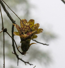 Angiospermae