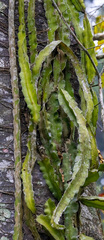 Hylocereeae