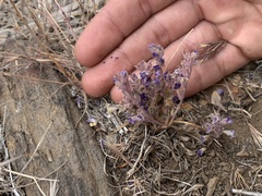 Phacelia davidsonii