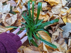 Carex folliculata