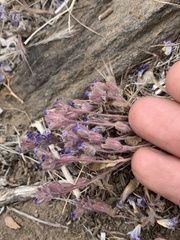 Phacelia davidsonii