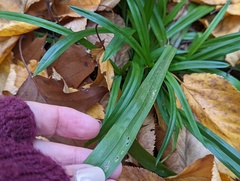 Carex folliculata