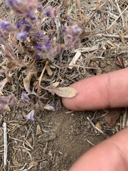 Phacelia davidsonii
