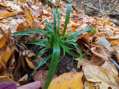 Carex folliculata