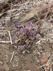 Phacelia davidsonii