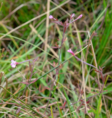 Epilobium palustre