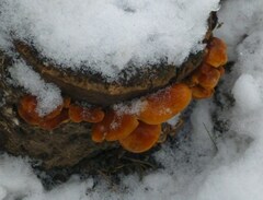 Flammulina