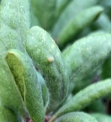 Aceria mackiei
