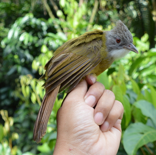 Subspecies Alophoixus ruficrissus meratusensis · iNaturalist