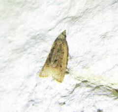 Platynota flavedana