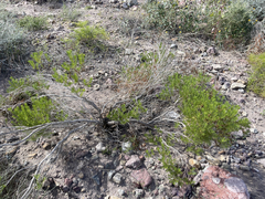 Peucephyllum schottii