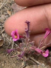 Diplacus constrictus