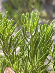 Peucephyllum schottii