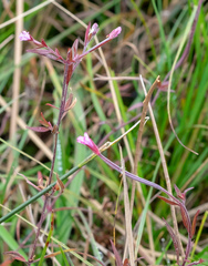 Epilobium palustre