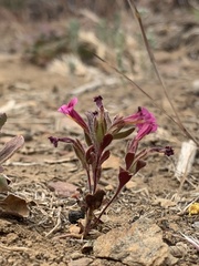 Diplacus constrictus