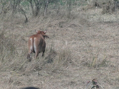 Bos indicus × taurus
