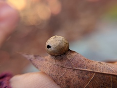Amphibolips quercusostensackenii