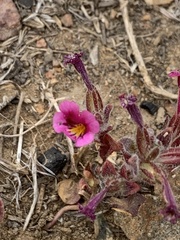 Diplacus constrictus