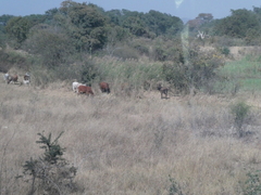 Bos indicus × taurus