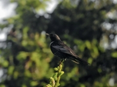 Turdus torquatus