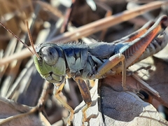 Phoetaliotes nebrascensis
