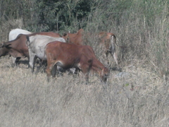 Bos indicus × taurus