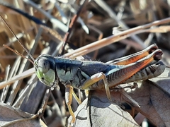 Phoetaliotes nebrascensis