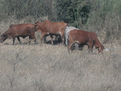 Bos indicus × taurus