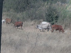 Bos indicus × taurus