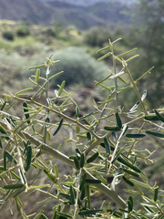 Atamisquea emarginata